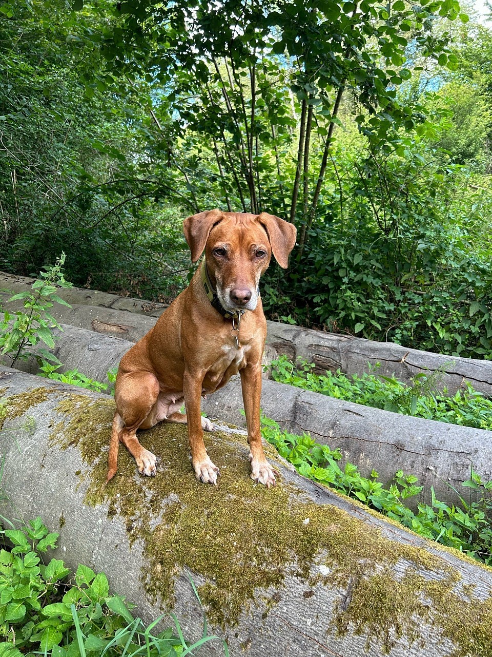 Nala